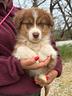 ozzy-pastore-australiano-cucciolo-maschio-pronto