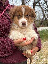 Ozzy pastore australiano cucciolo maschio pronto