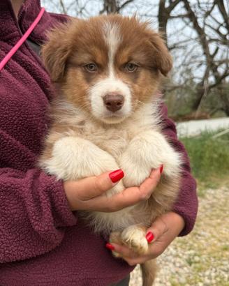 Ozzy pastore australiano cucciolo maschio pronto