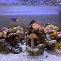 Péscì , corallo e rocce