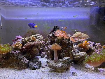 Péscì , corallo e rocce