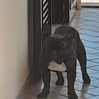 Regali bulldog francese
