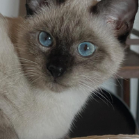 Siamese femmina thay