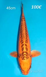 Carpe koi laghetto