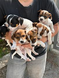 Cuccioli jack russell
