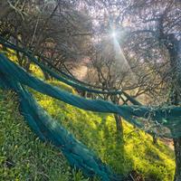 Terreno agricolo con uliveto