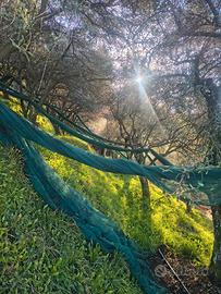 Terreno agricolo con uliveto