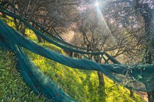 Terreno agricolo con uliveto