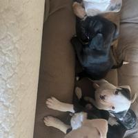 American Bully no ped