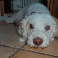 Lagotto romagnolo