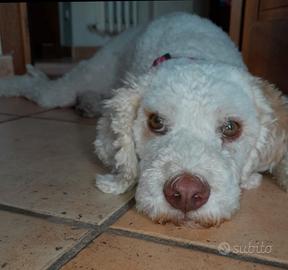 Lagotto romagnolo