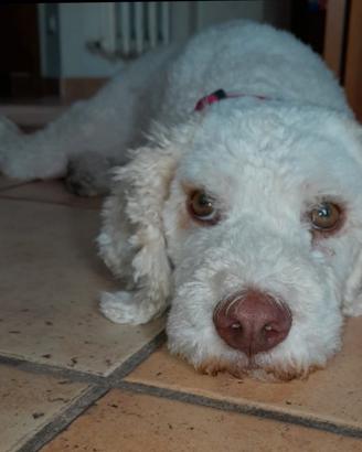 Lagotto romagnolo