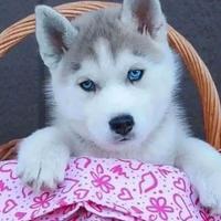 Siberian husky