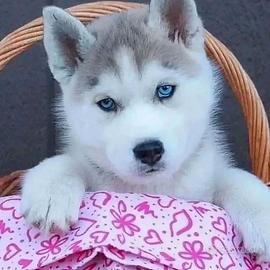 Siberian husky