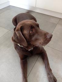 Labrador chocolate per accoppiamento