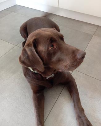 Labrador chocolate per accoppiamento