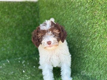 Lagotto romagnolo
