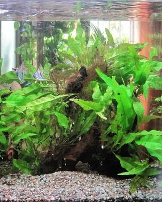 Acquario 120 litri