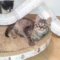 Gattina tigrata simil bengal