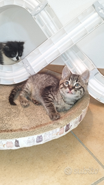 Gattina tigrata simil bengal