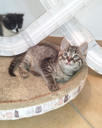 Gattina tigrata simil bengal