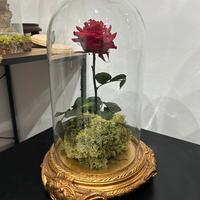 Rosa stabilizzata in campana di vetro