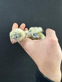 Pulli di Parrochetti monaco