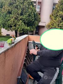Copia papagalli inseparabili produtivi dimostrabil