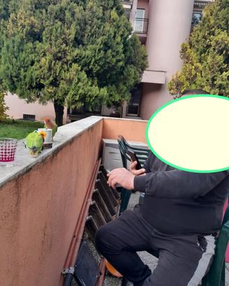Copia papagalli inseparabili produtivi dimostrabil
