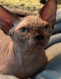 Sphynx