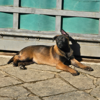 Cucciolo malinois