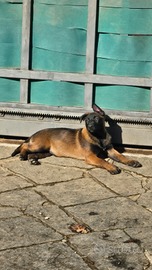 Cucciolo malinois
