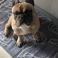Bulldog francese