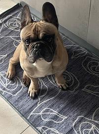Bulldog francese