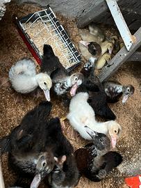 Anatroccoli anatra muta pulcinotti anatre mute