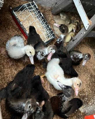 Anatroccoli anatra muta pulcinotti anatre mute