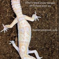 Gechi leopardini Snow