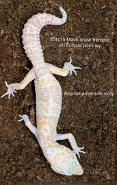 Gechi leopardini Snow