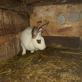 Conigli rex dalmata tricolore