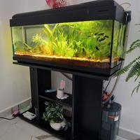 acquario 