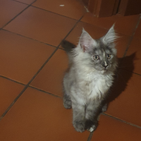 Maine coon