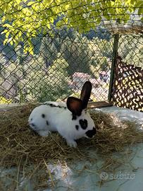 Conigli incrocio papillon gigante
