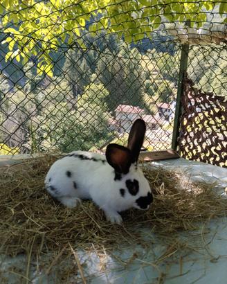 Conigli incrocio papillon gigante