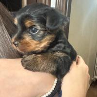 Cuccioli Yorkshire Terrier disponibili
