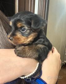 Cuccioli Yorkshire Terrier disponibili