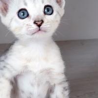 Splendidi cuccioli bengala su prenotazione