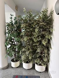 Piante arredo