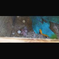 Pulli pappagallo Ara Ararauna