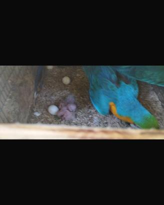 Pulli pappagallo Ara Ararauna