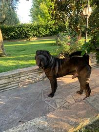 Accoppiamento Shar pei